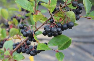 Арония, посаженная в ноябре, ускоряет укоренение и даёт более ранний урожай