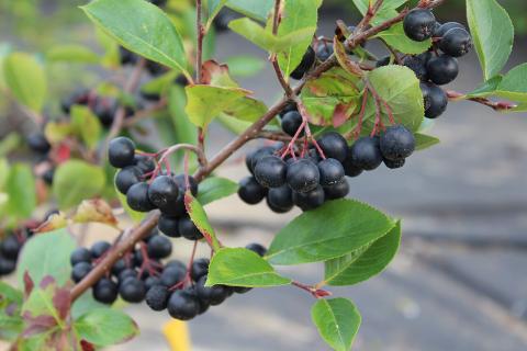 Арония, посаженная в ноябре, ускоряет укоренение и даёт более ранний урожай