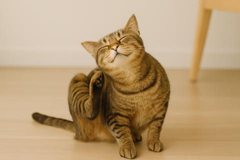 Блохи попадают в квартиру на одежде и обуви человека — энтомологи