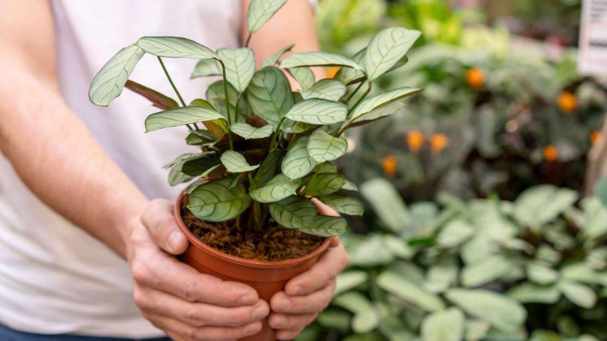 Комнатные растения