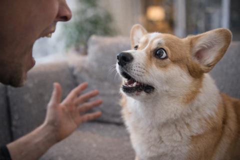 Минное поле под диваном: домашние триггеры превращают здоровую собаку в пациента реанимации