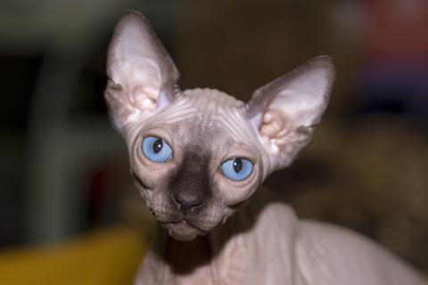 Зоогенетик Солоколова: генетические мутации создают новые породы кошек