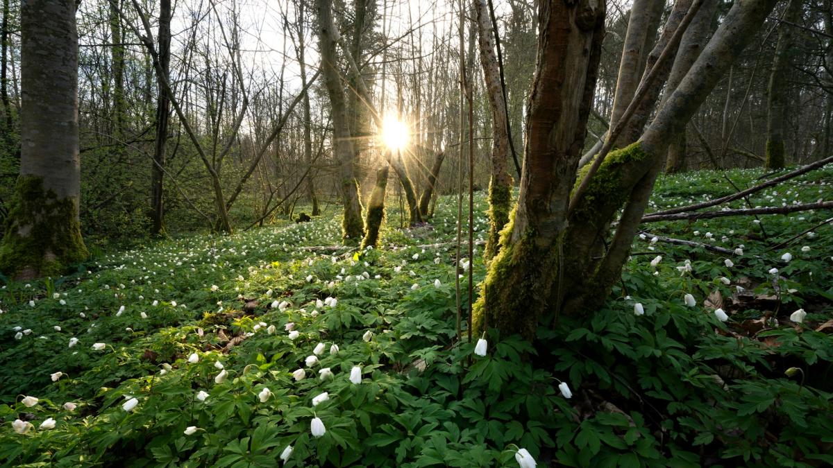 Природа в весенний период