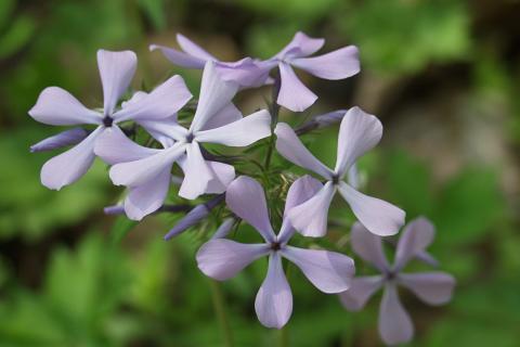 Лесной флокс укореняется осенью и зацветает ранней весной