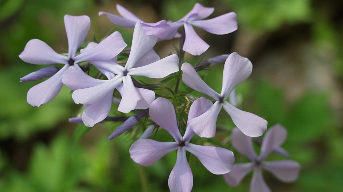 Лесной флокс