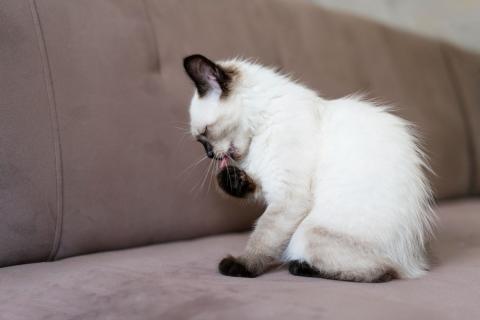 Как подготовить кошку к стерилизации: советы ветеринарных клиник