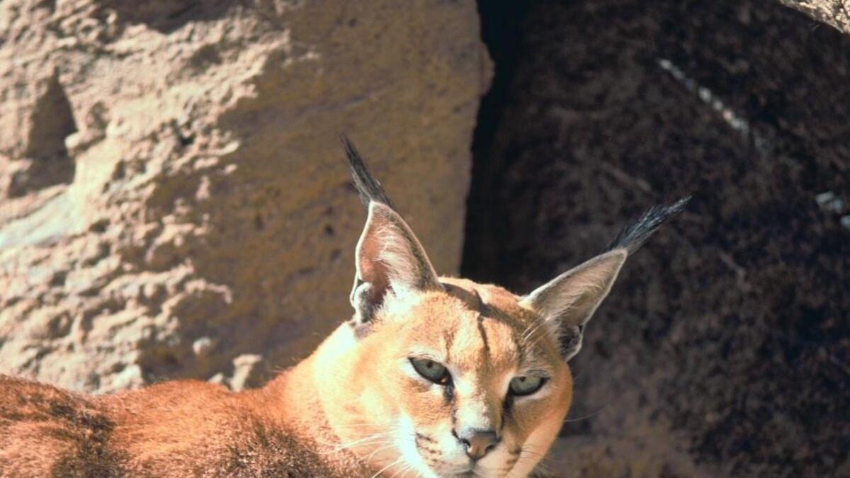 кошка породы каракал