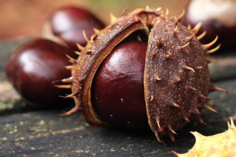 Конский каштан содержит сапонины — природные компоненты для стирки без химии