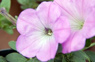 Февральский посев петунии ускоряет развитие рассады — по данным агрономов