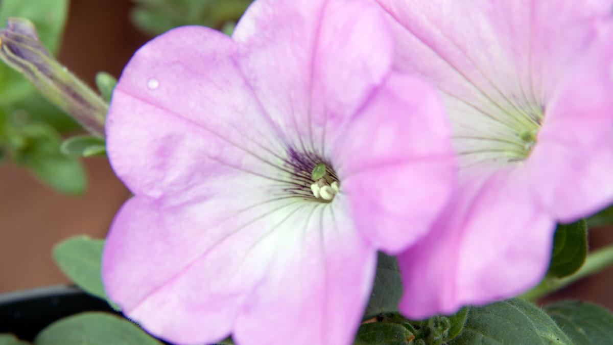 Петунии Supertunia