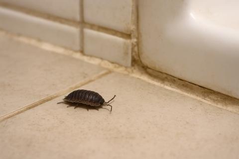 Мокрица в ванной