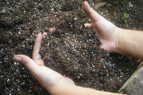 Агрономы советуют измельчать и вносить тыквенные семечки в почву или компост