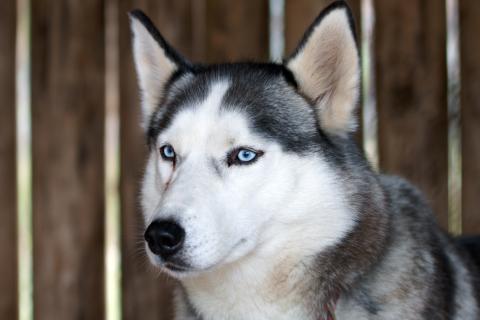 Ветеринар Embrace Pet Insurance объяснила, почему здоровье породы важно при выборе щенка