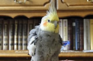 Самцы кореллы поют активнее самок, но живут дольше при регулярном общении