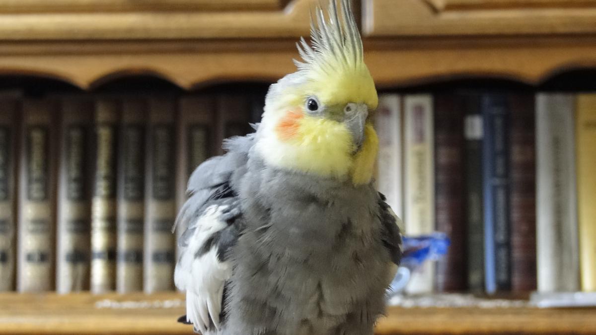 Корелла Корелла