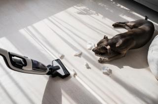 Чистота ценой здоровья: бытовая химия в доме превращает воздух в невидимый яд для легких питомца