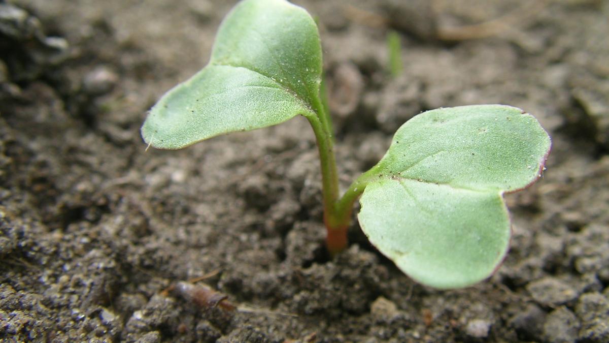 Всходы редиса