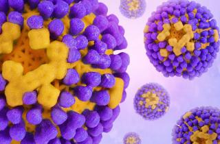 Птичий грипп размножается при 42 градусах — Science