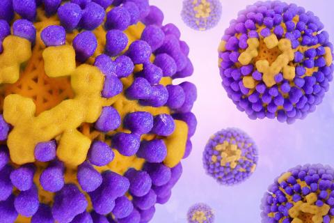 Птичий грипп размножается при 42 градусах — Science