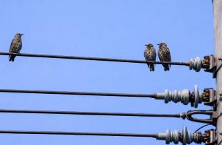 Голуби демонстрируют субъективное восприятие визуальных иллюзий — Гюнтюркюн