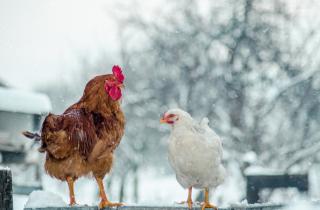Белковые корма поддерживают зимнюю яйценоскость, отмечают фермеров