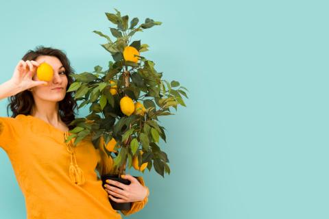 Лимоны начинают плодоносить в домашних условиях через 6 лет — Сад и огород