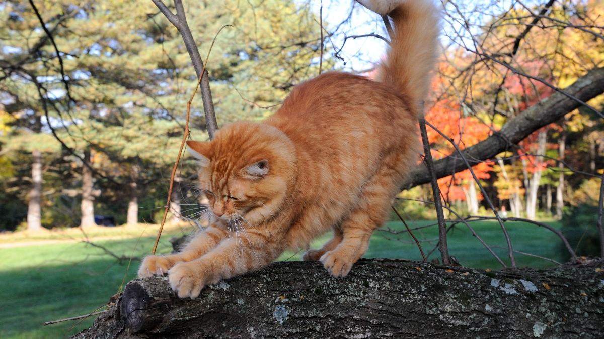 Кот точит когти об дерево