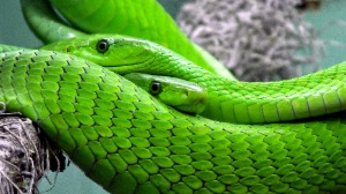 Two Green Mambas