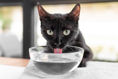 Ветеринары: до 70% кошек пьют воду из унитаза или раковины из-за врождённых инстинктов