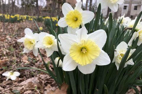 Правильный полив нарциссов в горшке обеспечивает продолжительное цветение — Сад и огород