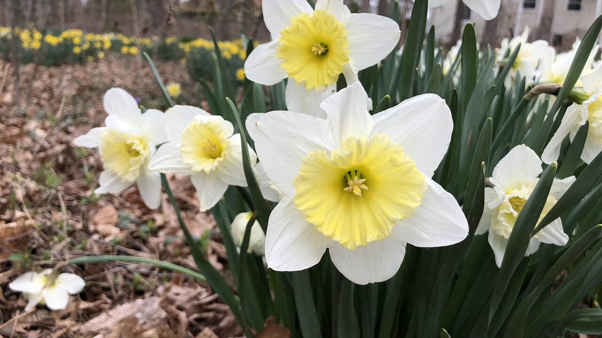 Нарциссы