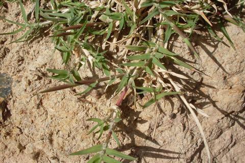 Осот восстанавливает побеги после прополки и ослабляет культуры — агроном Игорь Лаврентьев