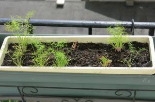 Фенхель хорошо растёт в рыхлой плодородной почве при достаточной влажности — Наталья Серебрякова