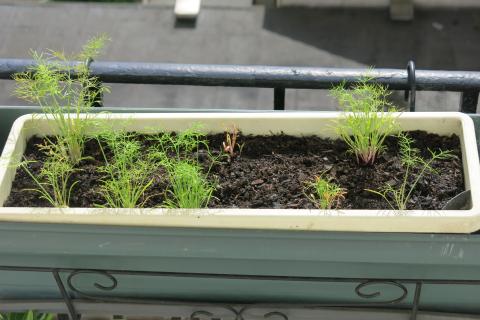 Фенхель хорошо растёт в рыхлой плодородной почве при достаточной влажности — Наталья Серебрякова