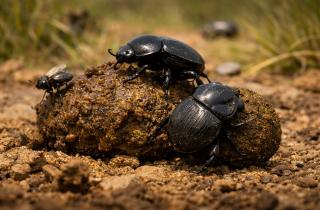 Средства от блох для питомцев уничтожили навозных насекомых — ETC