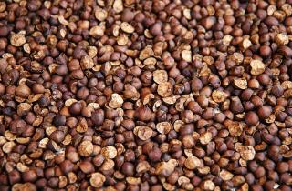 Гречневая крупа восстанавливает почву и активизирует полезную микрофлору на участке — Марина Климова