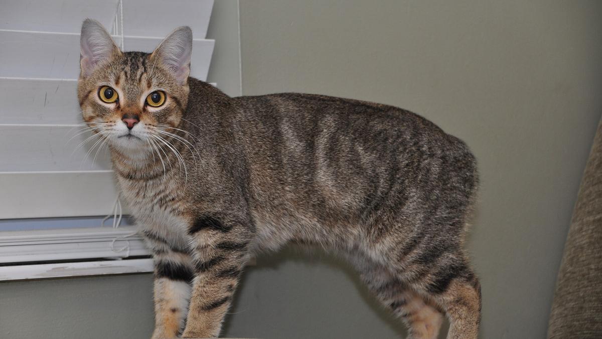 Мэнская кошка
