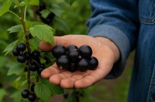 Выбор устойчивых сортов смородины помогает избежать заболеваний — агрономы