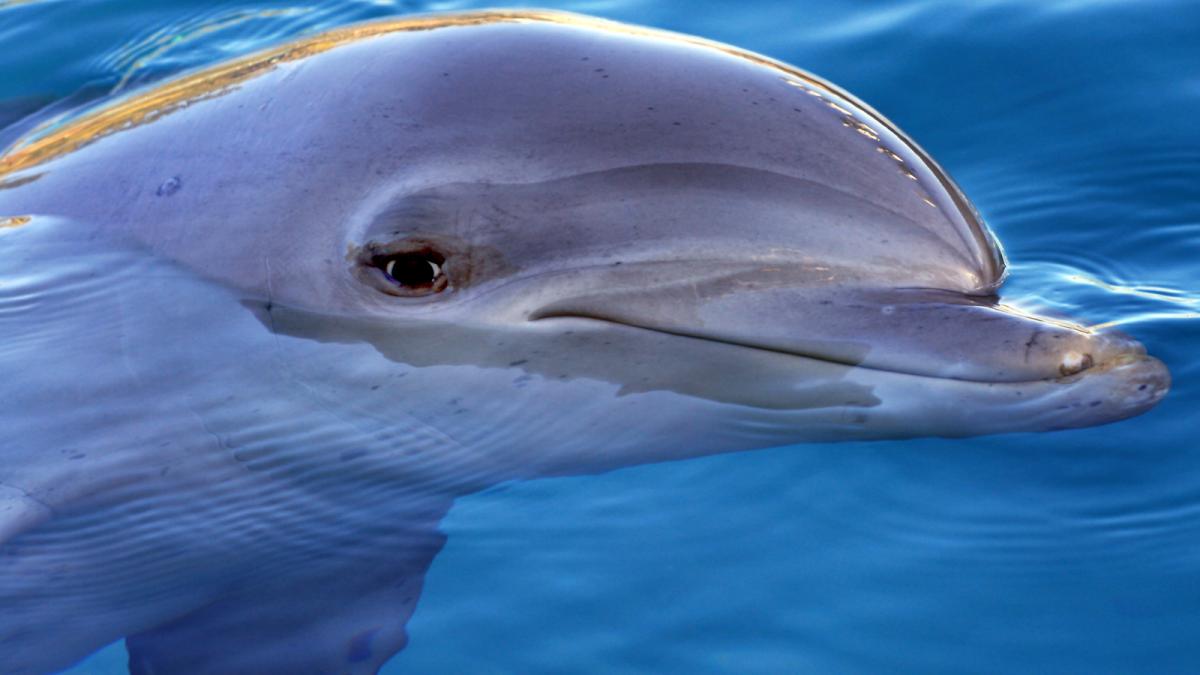 Dolphin looking at camera-3+ (2628946765)