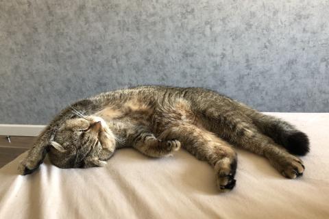 Кошачья мята безопасна для животных, но имеет ограничения