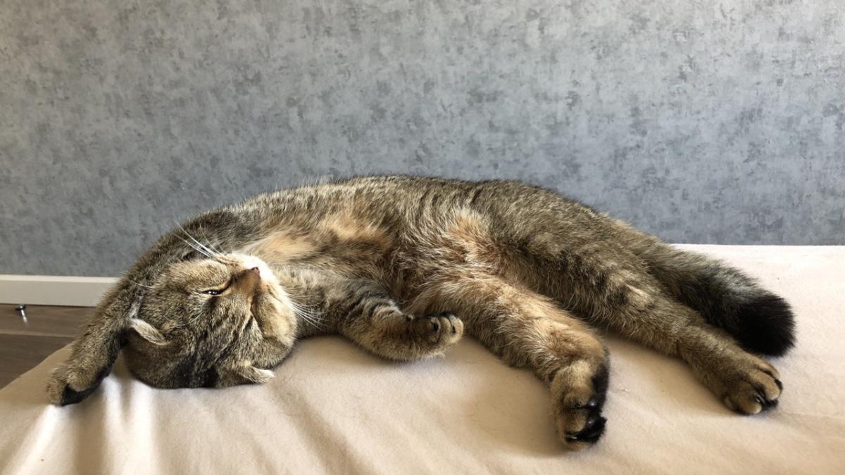 Любимая Ася лучшая кошка