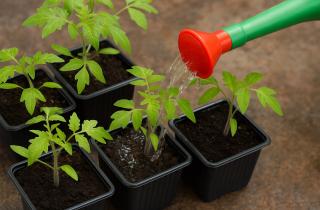 Холодные ночи стимулируют рост корней у рассады томатов — садоводы