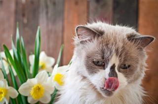 Кошки облизывают людей для укрепления социальной связи — Кристин Витале зоопсихолог