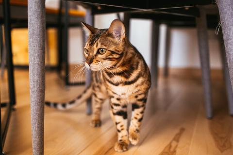 Причины, по которым кошки воруют пищу, и способы коррекции поведения