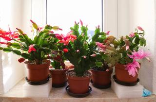 Комнатные растения страдают от сухого зимнего воздуха — ботаник Анна Лаврентьева