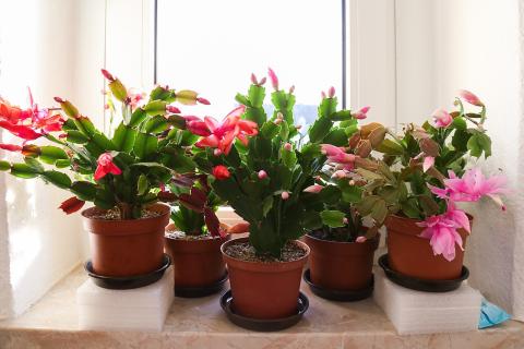 Комнатные растения страдают от сухого зимнего воздуха — ботаник Анна Лаврентьева