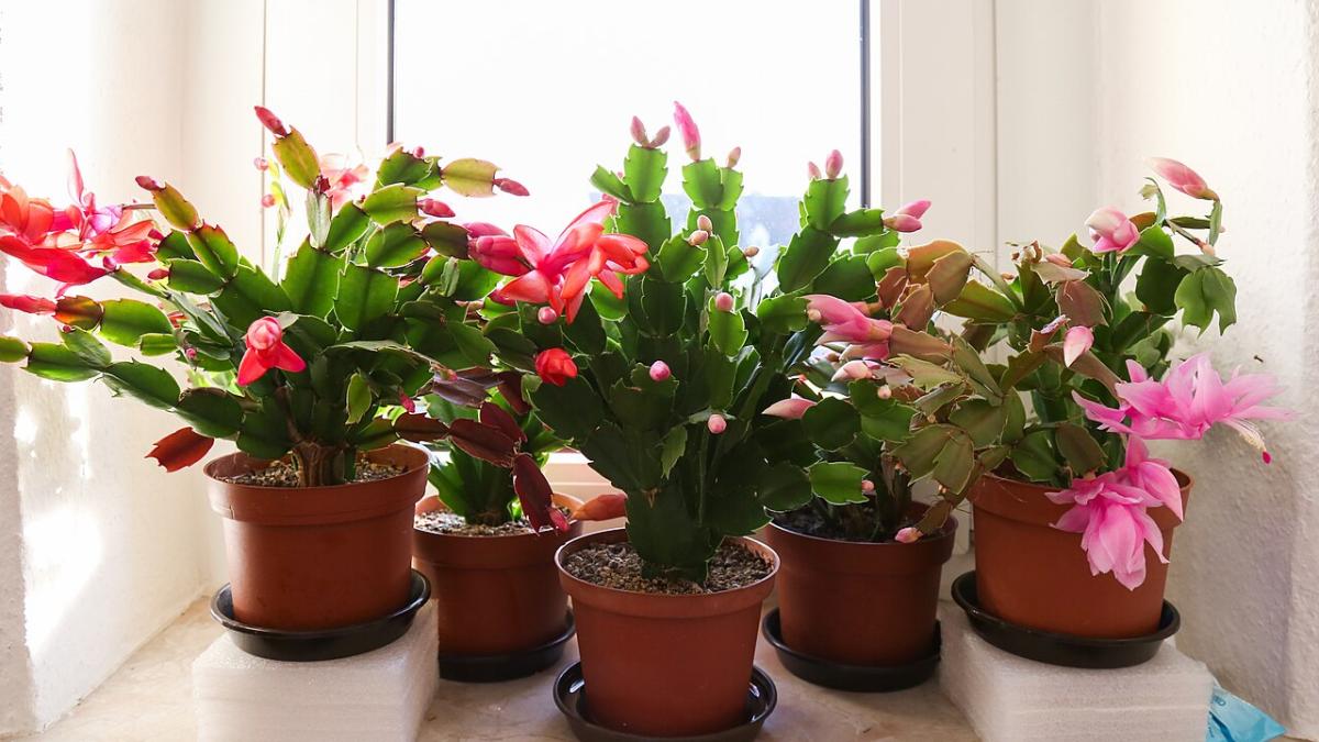 Комнатные цветы на подоконнике
