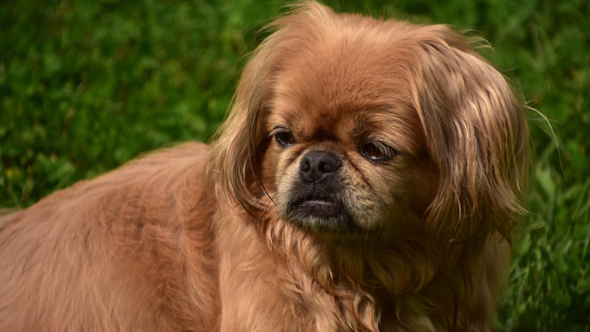 Пекинес на траве