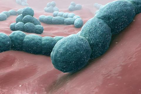 Микробиологи оживили древние бактерии из соляных кристаллов Делавэрского бассейна — Рассел Вриланд