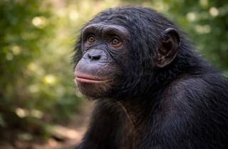 Животные распознают символы без полноценного чтения — Popular Science